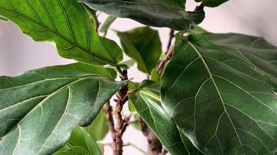 What to Do With a Fiddle Leaf Fig in March – 6 Crucial Steps for Lush Leaves and Vigorous Growth All Year