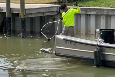 Fertilizer is thought to have killed dozens of fish in a Florida town. Now officials are begging residents to limit its use