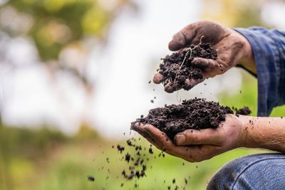 7 Soil Amendments Many Gardeners Forget to Use That Improve Plant Growth