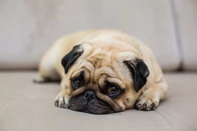 7 Signs Your Dog Is Secretly Stressed (Most Owners Miss This)