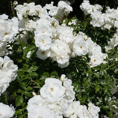 I recommend these groundcover roses to anyone looking to manage weeds *and* fill their garden borders with fragrance – they’re low-maintenance, too!