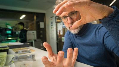Could a little beetle threaten Australia's foodbowl?