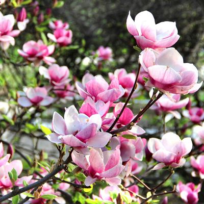 A magnolia is the ultimate high-impact plant to buy and plant up this month – this is how I bagged my new plant for a bargain price, and you can too
