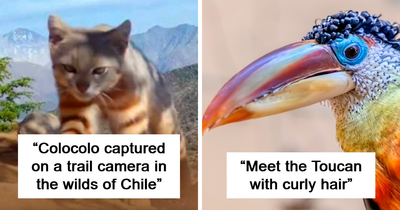 65 Rare And Extraordinary Photos Of Animals That Prove Nature Still Has Its Secrets