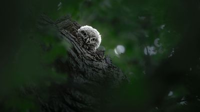 4-week-old little owlet photo wins prestigious award – shot handheld with heavy super telephoto zoom