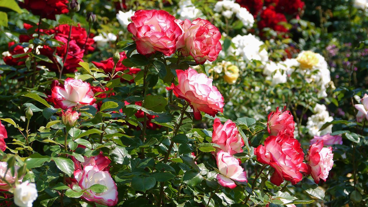 Perfectmatch Roses 7 expert tips to grow the perfect roses this summer