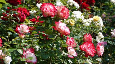 7 expert tips to grow the perfect roses this summer