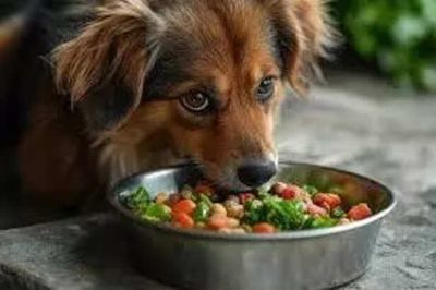 How Summer Affect Your Pets Nutritional Need ?