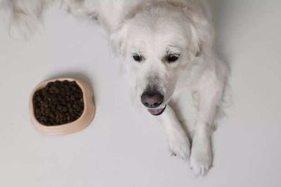 Dog Vitamins: How Do They Work, And Does Your Dog Need Them?