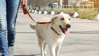 What your dog’s sleeping positions say about their bond with you; all you need to know