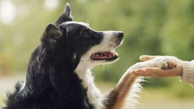 10 Dog breeds that are better for people with allergies, according to veterinarians