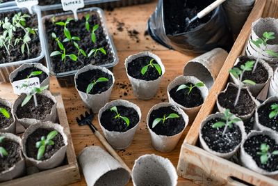 The Little-Known Secret to Strong, Healthy Seedlings That Costs Almost Nothing
