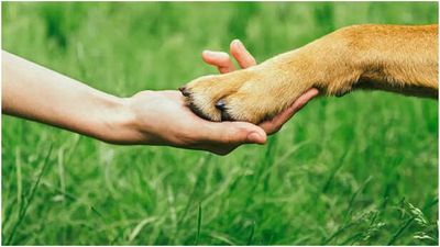 Hollywood Exes Who Share Custody of Their Pets