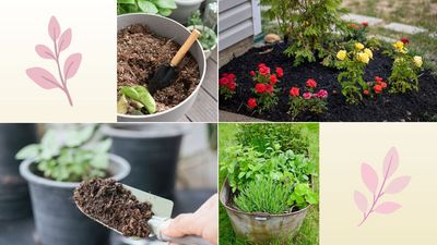 How to reuse compost in your garden: experts reveal their secrets for successfully reusing this nutrient-rich soil amendment