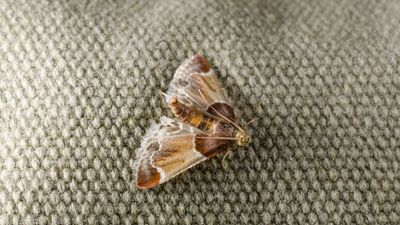 Carpet moths are waking up in March — here's how to get rid of them before they damage your home
