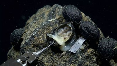 6,200 meters under the Pacific Ocean: Scientists open black ‘eggs’ and make a shocking discovery