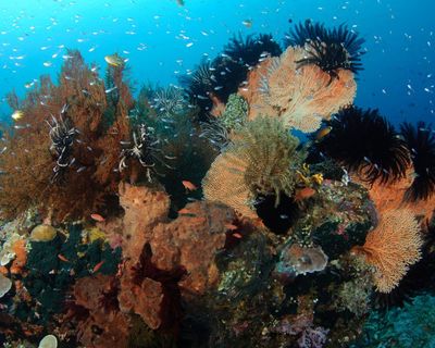 Earth being ‘pushed beyond its limits’ as energy imbalance reaches record high