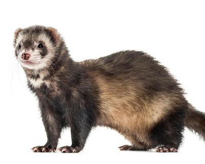 Predatory feral ferrets removed from an island for the first time ever