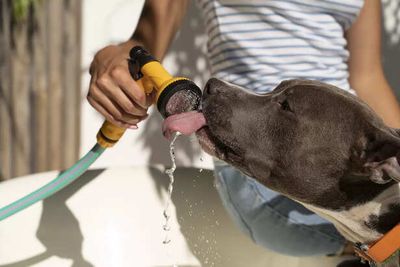 Heatwaves And Pets: Survival Challenges