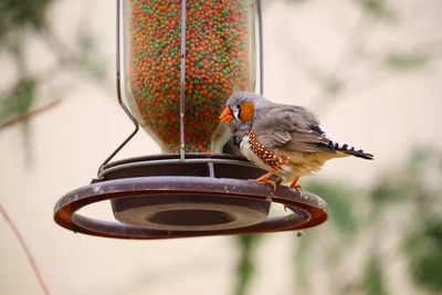 Bird Enrichment: Toys And Activities For Captive Birds