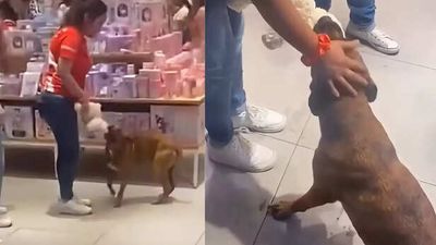 Stray dog picks stuffed toy from store, people buy it for him; heartwarming story goes viral