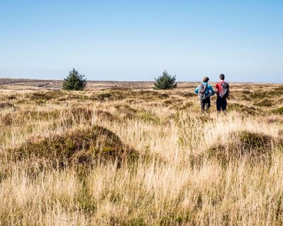 From broadband to moorland: how giffgaff is helping nature thrive