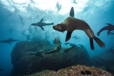 ‘There’s biological treasure here’: Chile’s endemic seals gain protection with new marine park