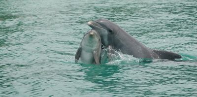 How dolphins communicate – new discoveries from a long-term study in Sarasota, Florida