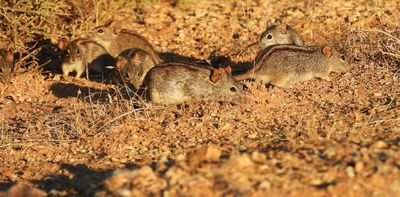 Striped mice survive harsh drought by slowing down and not getting stressed
