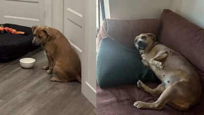 ‘When we first adopted her vs 24 hours later’: Dog’s heartwarming transformation after adoption melts hearts online