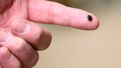 Pfizer and Valneva's Lyme disease vaccine shows 70% efficacy in clinical trial