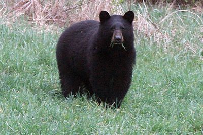As warming climate brings bears out of hibernation earlier, backyard care is key to coexistence