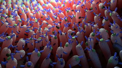 Viruses in the gut may help prevent blood sugar spikes, mouse study hints