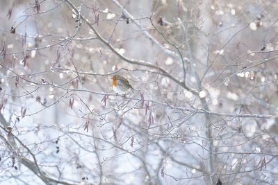 UK faces risk of frost and ice as temperatures to fall as low as -5C