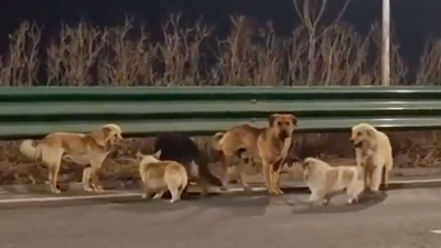 Seven Dogs Escape Thieves And Trek 17km Together To Find Their Way Back Home In China