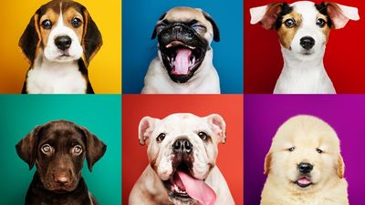 Help! It’s National Puppy Day, and I can’t stop looking at these adorable puppy photos. Here are 8 puppy photos (and why they’re so good)