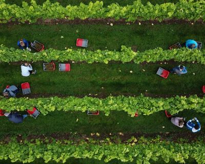 English and Welsh winemakers report sharp rise in production in 2025