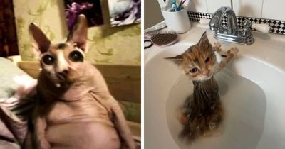 93 Cat Owners Share Times Their Furry Friends Looked Like Goblins
