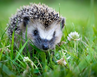 The pet I’ll never forget: Harriet, the hedgehog in my airing cupboard