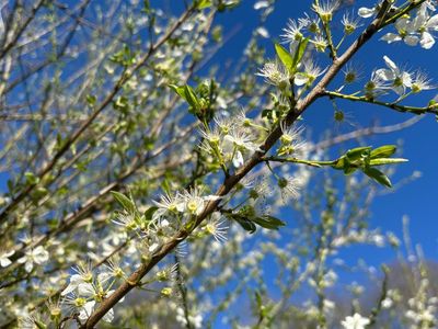 Country diary: The miracle of bursting buds – tiny yet astoundingly powerful