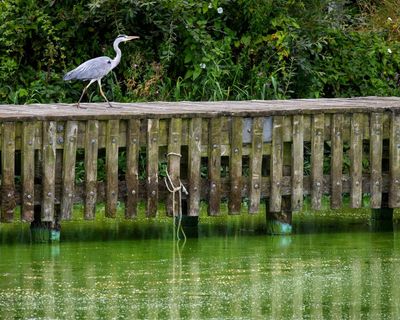 Eel fisher takes on authorities at Belfast court over pollution in UK’s largest lake