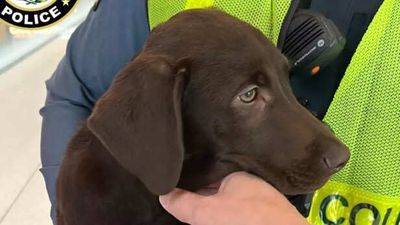 Man charged after allegedly abandoning Labrador puppy at airport when he couldn’t board flight with pet