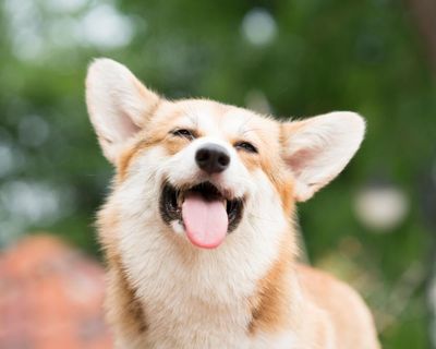 Group of dogs that went missing in China go viral after walking 17km home