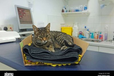 Vets to be legally required to publish price lists and cap prescription fees