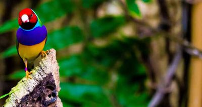 Gouldian Finch: A Most Attractive and Colorful Bird You won't Believe Exist