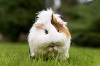 Guinea Pig Breeds : Which One is Right for You ?