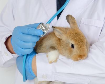 UK vets face crackdown over fees as pet owners ‘left in the dark’ on bills