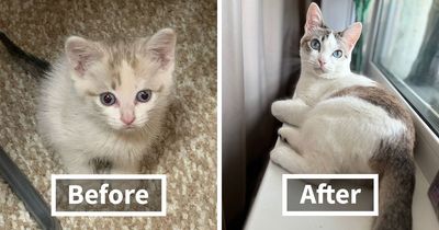 This Community Shared 30 Cute Pics Of Kittens Growing Into Cats (New Pics)