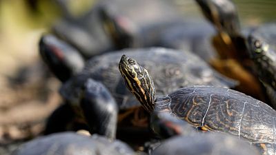 1,500 Amazonian turtles released in Brazil's Rio Negro