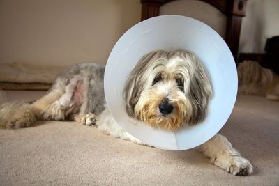 Why vets will soon have to cap prescriptions and publish treatment costs